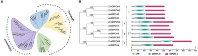 ZmG6PDH1 in glucose-6-phosphate dehydrogenase family enhances cold stress tolerance in maize